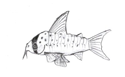 Corydoras atropersonatus 