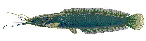 Clarias batrachus