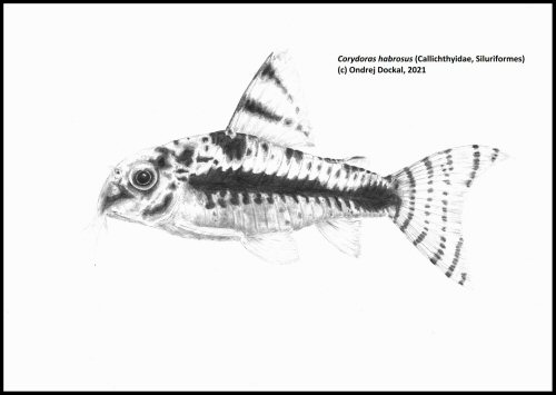 Corydoras habrosus 