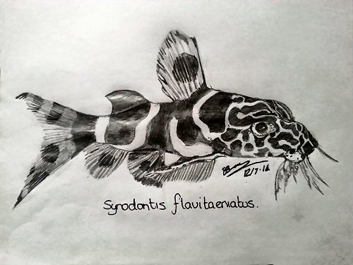 Synodontis flavitaeniatus 