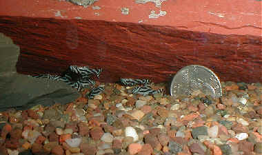 "Zebra Plecs" at 5 weeks old