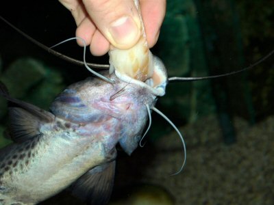 Tame to the hand A. torosus, which grabs the the piece of fish fillet at first very quickly and then completely snatches it away from the hand with a strong shaking motion.