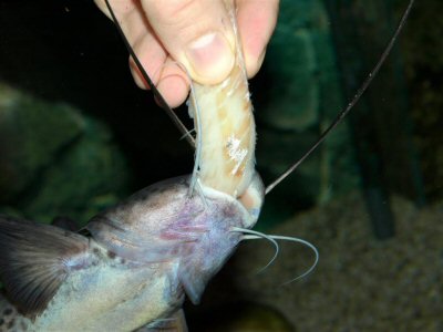 Tame to the hand A. torosus, which grabs the the piece of fish fillet at first very quickly and then completely snatches it away from the hand with a strong shaking motion.