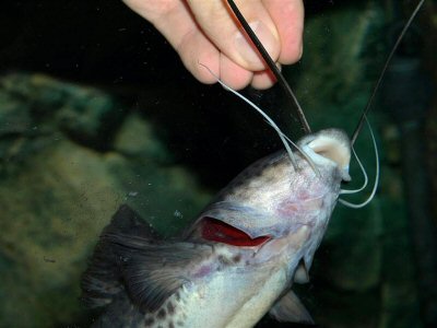 Tame to the hand A. torosus, which grabs the the piece of fish fillet at first very quickly and then completely snatches it away from the hand with a strong shaking motion.