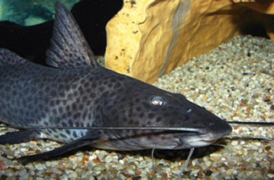 A. torosus in profile - his three pairs of highly sensitive barbels allow him excellent orientation.