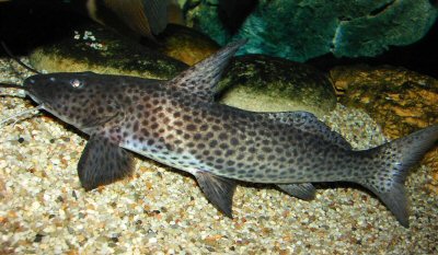 A. torosus looks similar to C. macropterus (right) which however is more compact and reaches a larger final length.