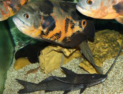 A.torosus with Astronotus ocellatus