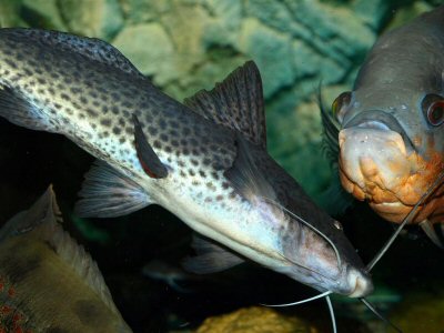 A.torosus with Astronotus ocellatus