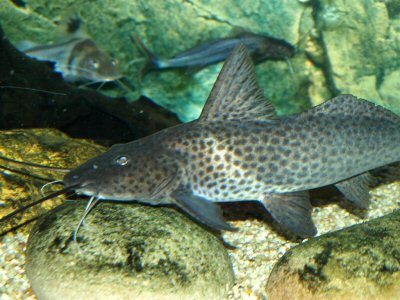 A.torosus with Pimelodus ornatus and Exallodontus aguanai