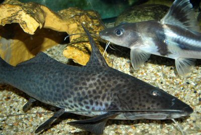 A.torosus with Pimelodus ornatus