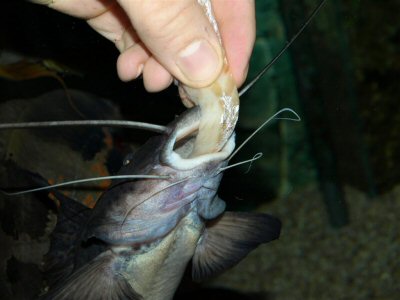 Tame to the hand A. torosus, which grabs the the piece of fish fillet at first very quickly and then completely snatches it away from the hand with a strong shaking motion.