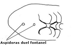 Aspidoras duel fontanel