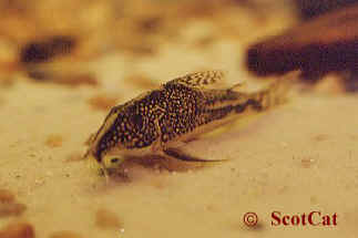 Corydoras barbatus (Rio de Janeiro=male)