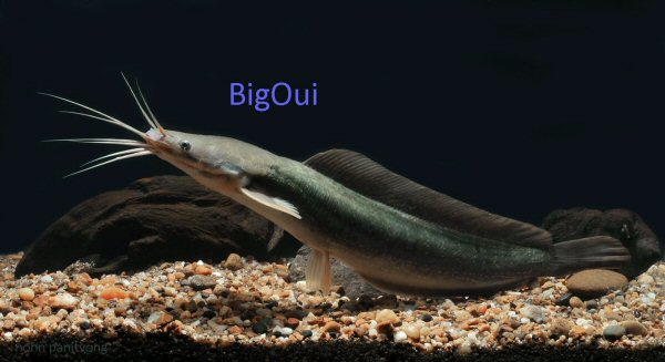 Clarias - hybrid species 