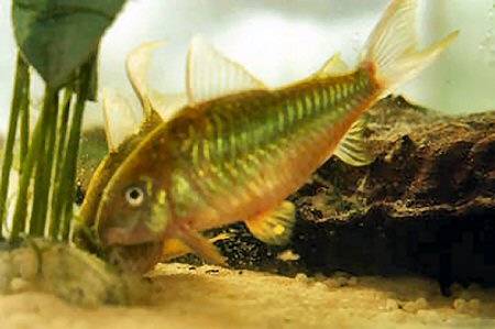 Brochis splendens - adults