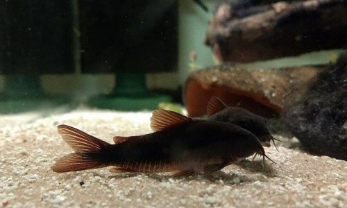 Osteogaster aeneus "Black"