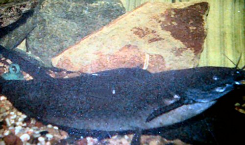 Clarias angolensis 