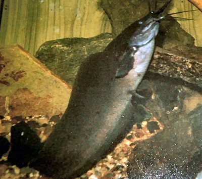 Clarias angolensis