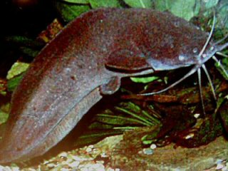 Clarias angolensis