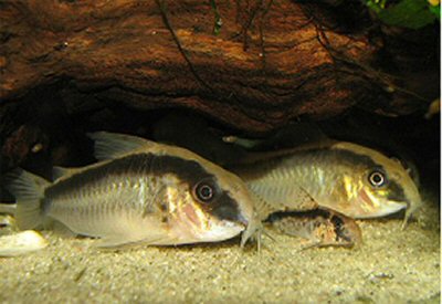 Corydoras granti