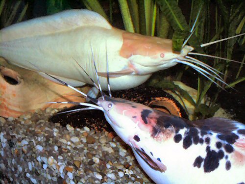 Clarias batrachus = Pair, with the female at top 