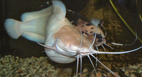 Clarias batrachus = The typical courtship of Clarius batrachus 