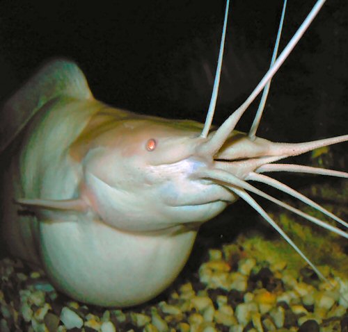 Clarias batrachus = pregnant female