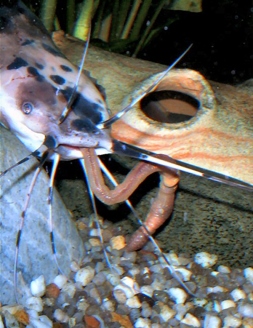 Clarias batrachus = Male eating earthworms 