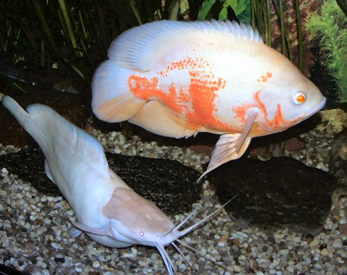 Clarias batrachus = Female with Oscar