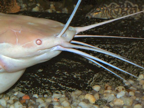 Clarias batrachus = Showing the small eyes