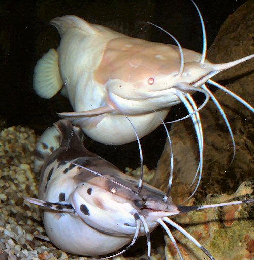 Clarias batrachus = Pair, with the female at top