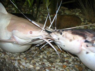 "Barbels to barbels: If you have a good harmonizing Walking Catfish pair, both partners will show the feeling of togetherness like here.