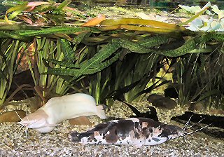 Clarias batrachus pair in a tank with lowered water level and increased temperature, the female seems to develop more and more eggs from day to day