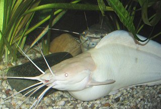 Clarias batrachus pair in a tank with lowered water level and increased temperature, the female seems to develop more and more eggs from day to day