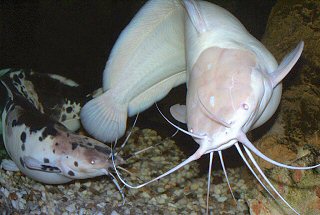 Courting of my Walking Catfish pair in the evening (with light turned off)