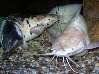 Courting of my Walking Catfish pair in the evening (with light turned off)