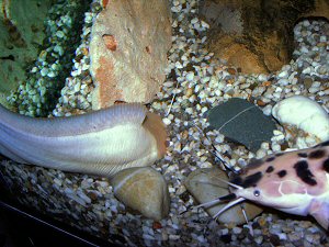 Both partners of the Walking Catfish pair are digging the pit.