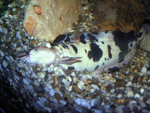 Both partners of the Walking Catfish pair are digging the pit.