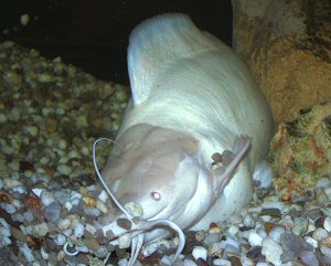 Both partners of the Walking Catfish pair are digging the pit.