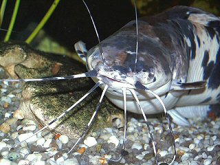 male piebold Walking Catfish