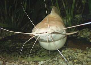 female albino Walking Catfish