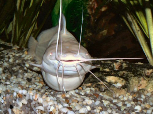 Walking Catfish with three damaged barbels which already have begun to regenerate