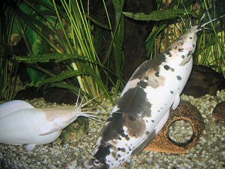 Full grown Clarias batrachus pair, both partners are mostly together