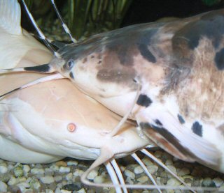 Full grown Clarias batrachus pair, both partners are mostly together