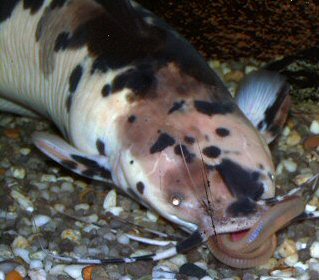 Male Clarias batrachus eating an earthworm