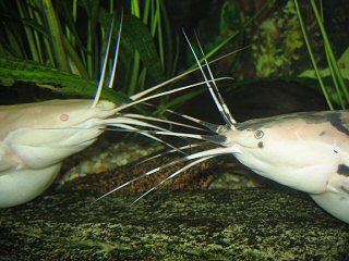 "Barbels to barbels: If you have a good harmonizing Walking Catfish pair, both partners will show the feeling of togetherness like here.