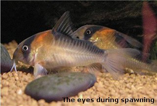 Hoplisoma adolfoi= pair = note the silver ring around eyes