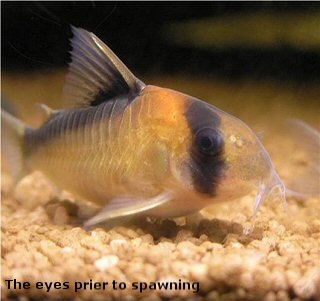 Hoplisoma adolfoi= the eyes prier to spawning