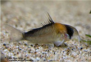 Hoplisoma adolfoi = 6½ months old