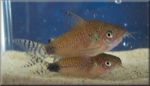 Corydoras guapore